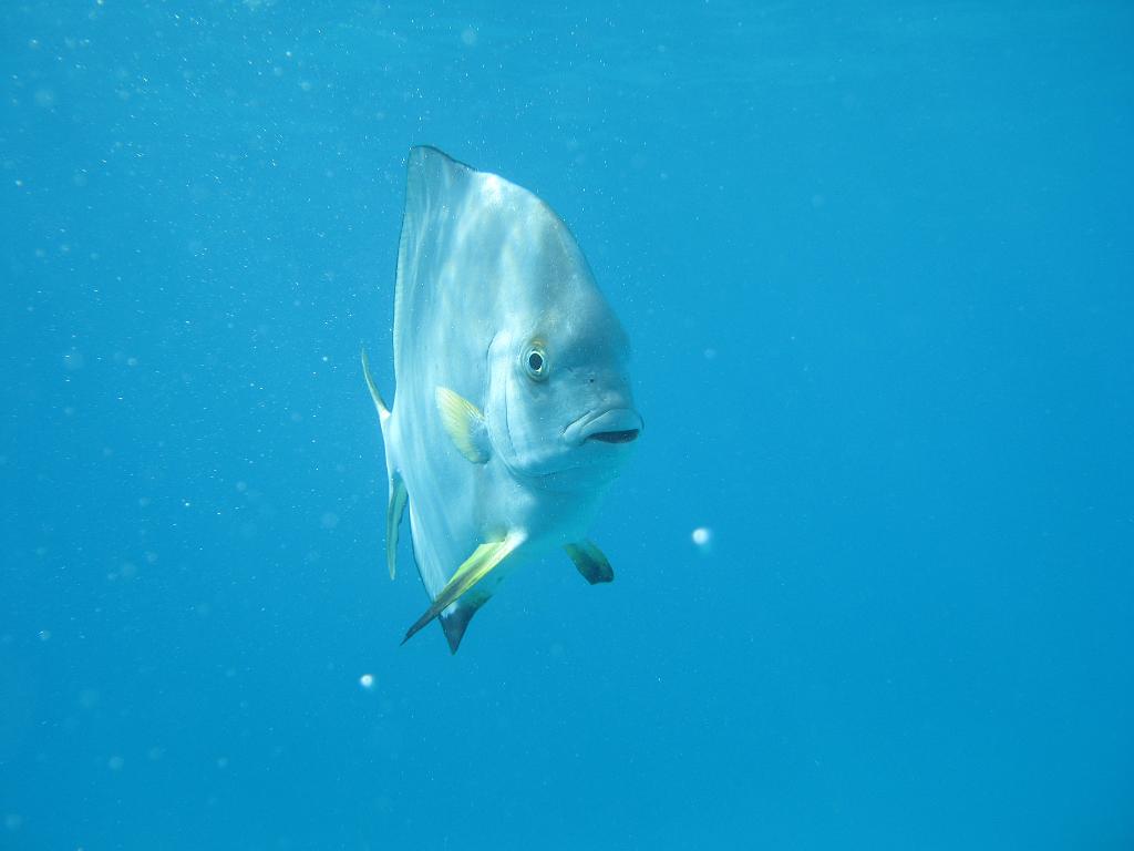 2011_Diving_the_Great_Barrier_Reef (12).JPG